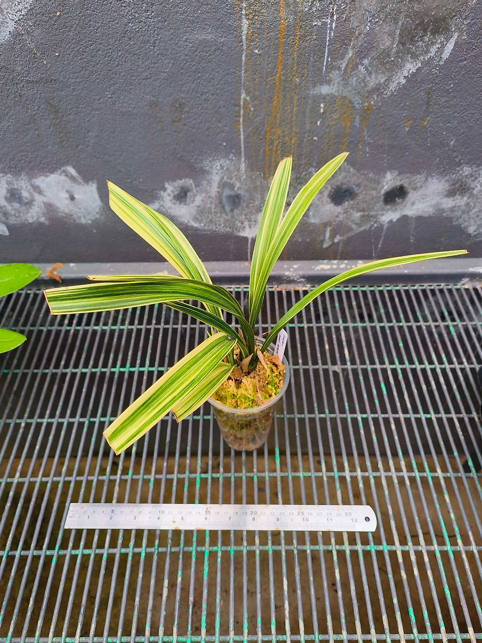 Thumbnail: Cymbidium sinense variegated