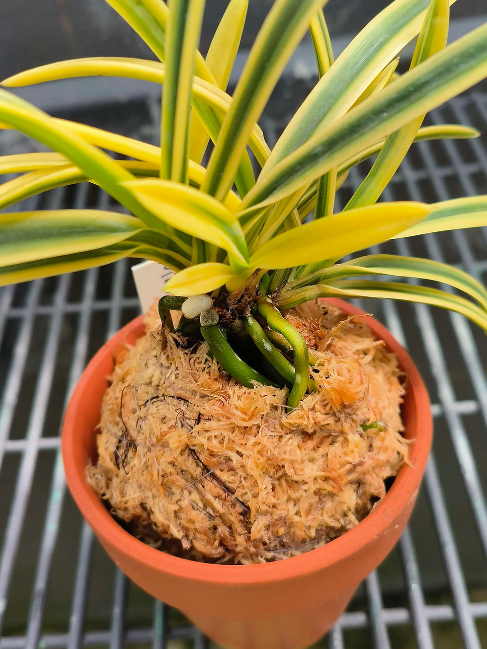 Thumbnail: Neofinetia falcata 'Mangetsu' 満月