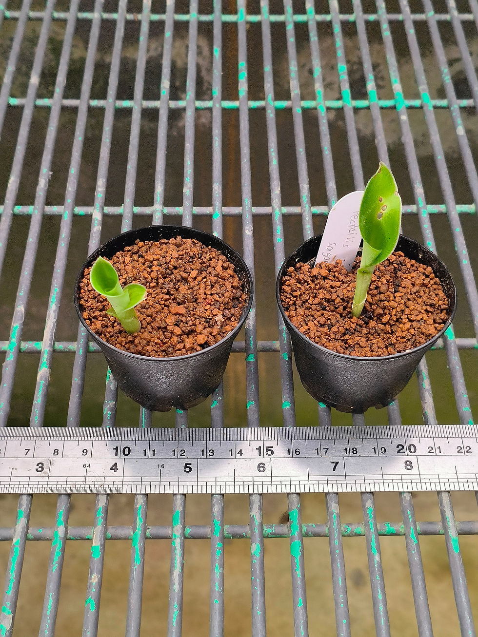 Thumbnail: Pecteilis sagarikii