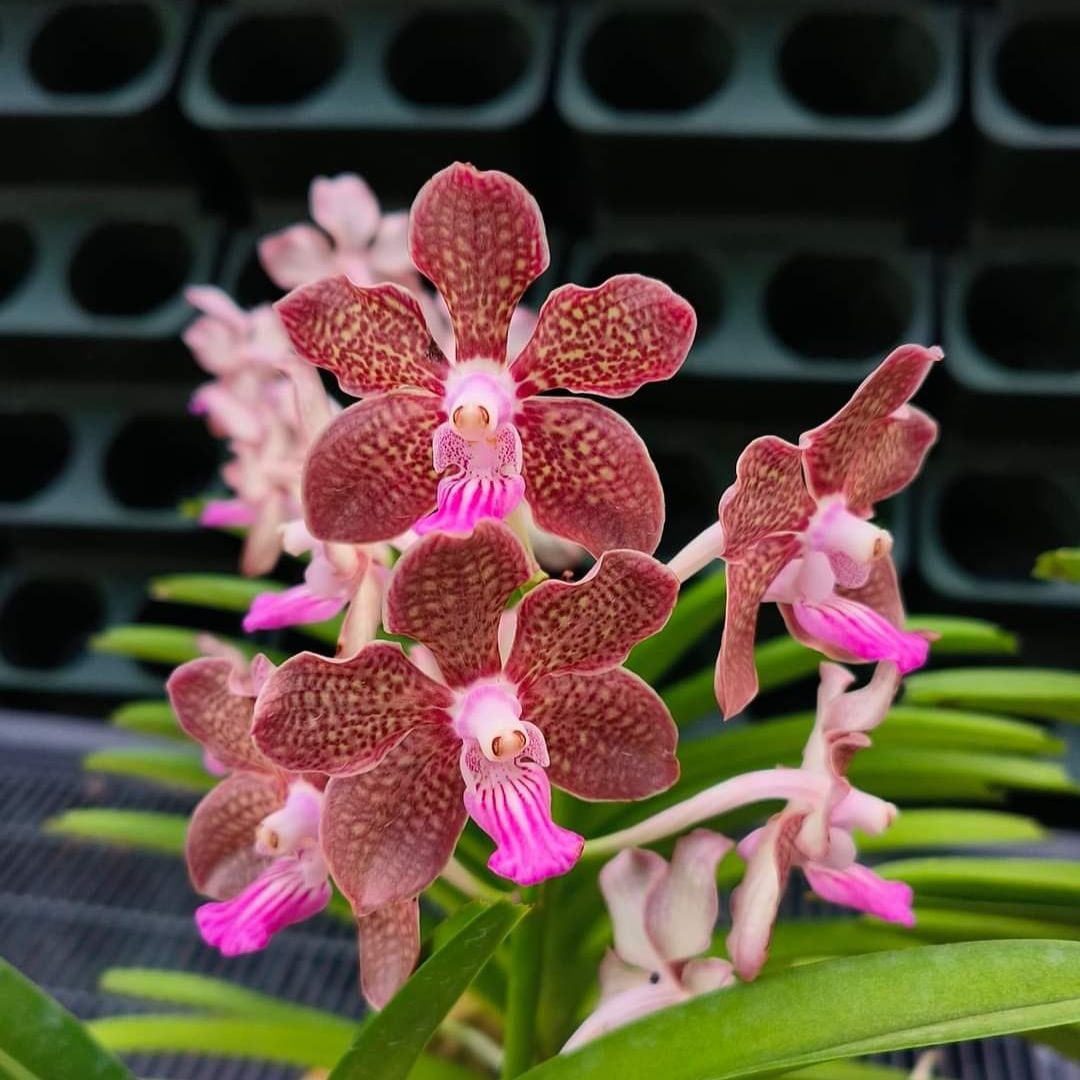 Vanda Mimi Palmer 'red' 