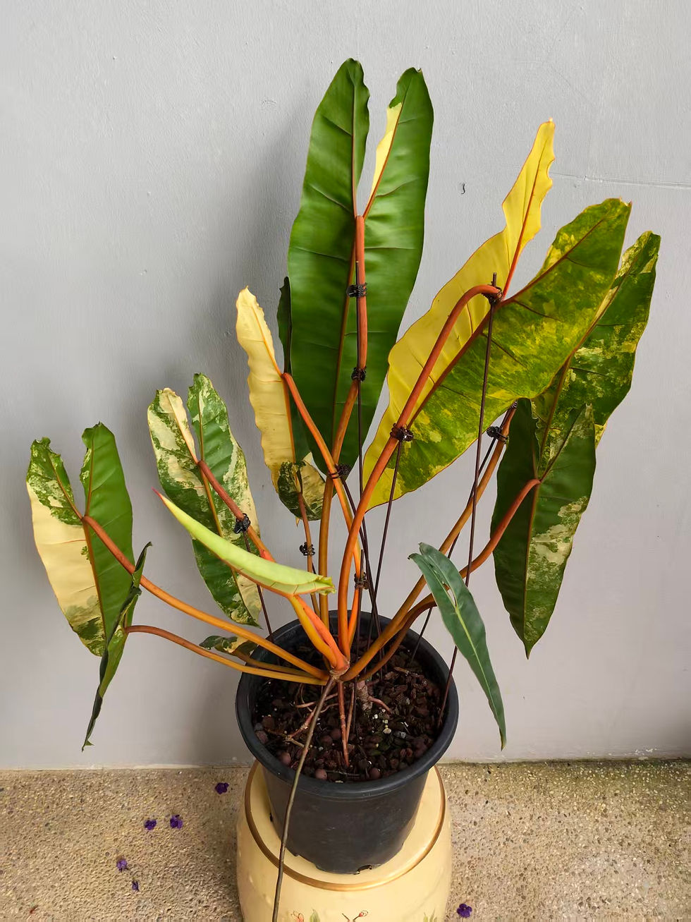 Thumbnail: Philodendron billietiae variegated