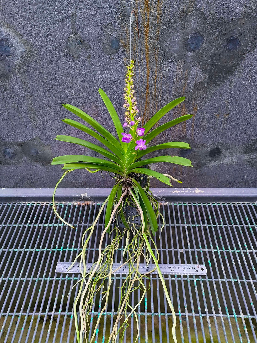 Thumbnail: Rhynchostylis coelestis 'blue'