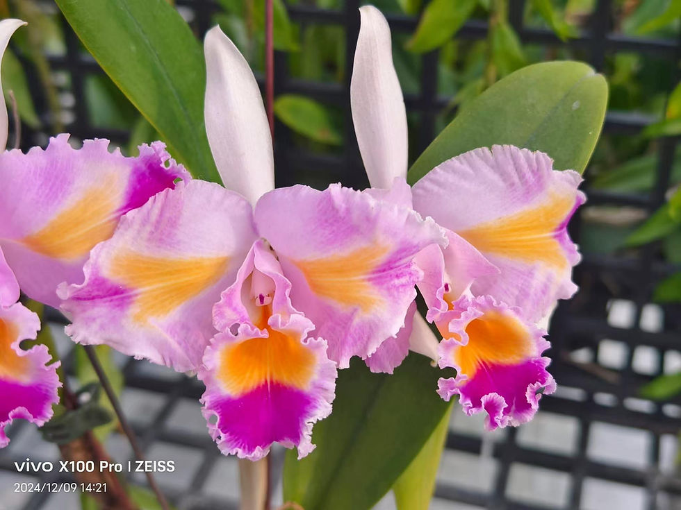 Thumbnail: Cattleya trianae trilabelo