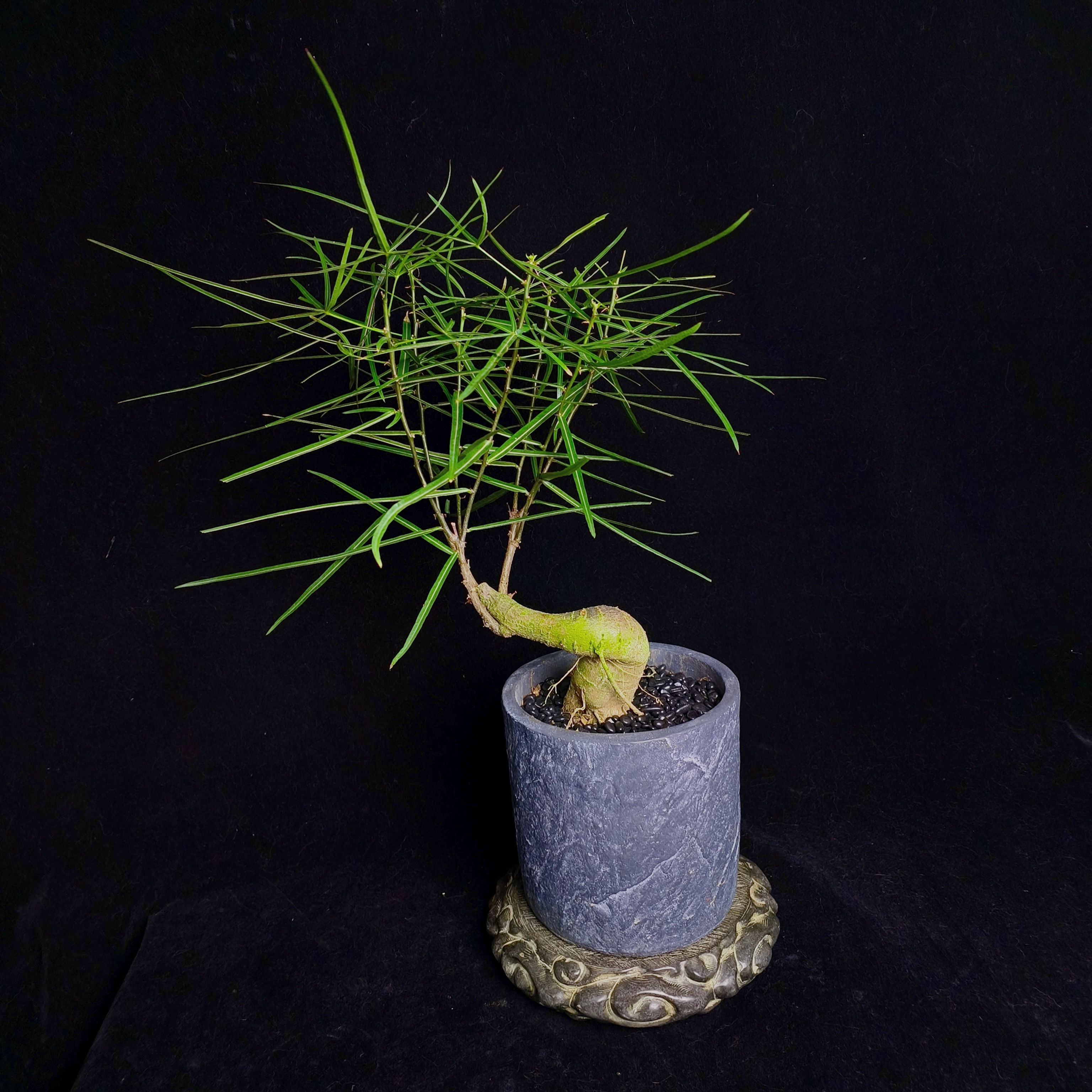 Queensland Bottle Tree (Brachychiton rupestris)