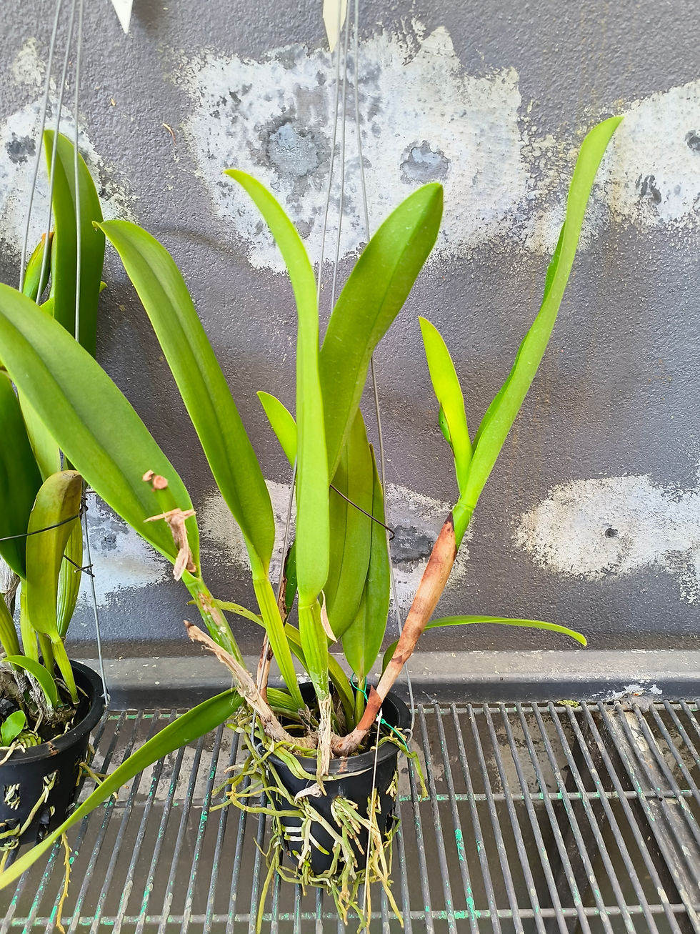 Thumbnail: Cattleya Amazing Thailand 'Gold Star' AM/AOS