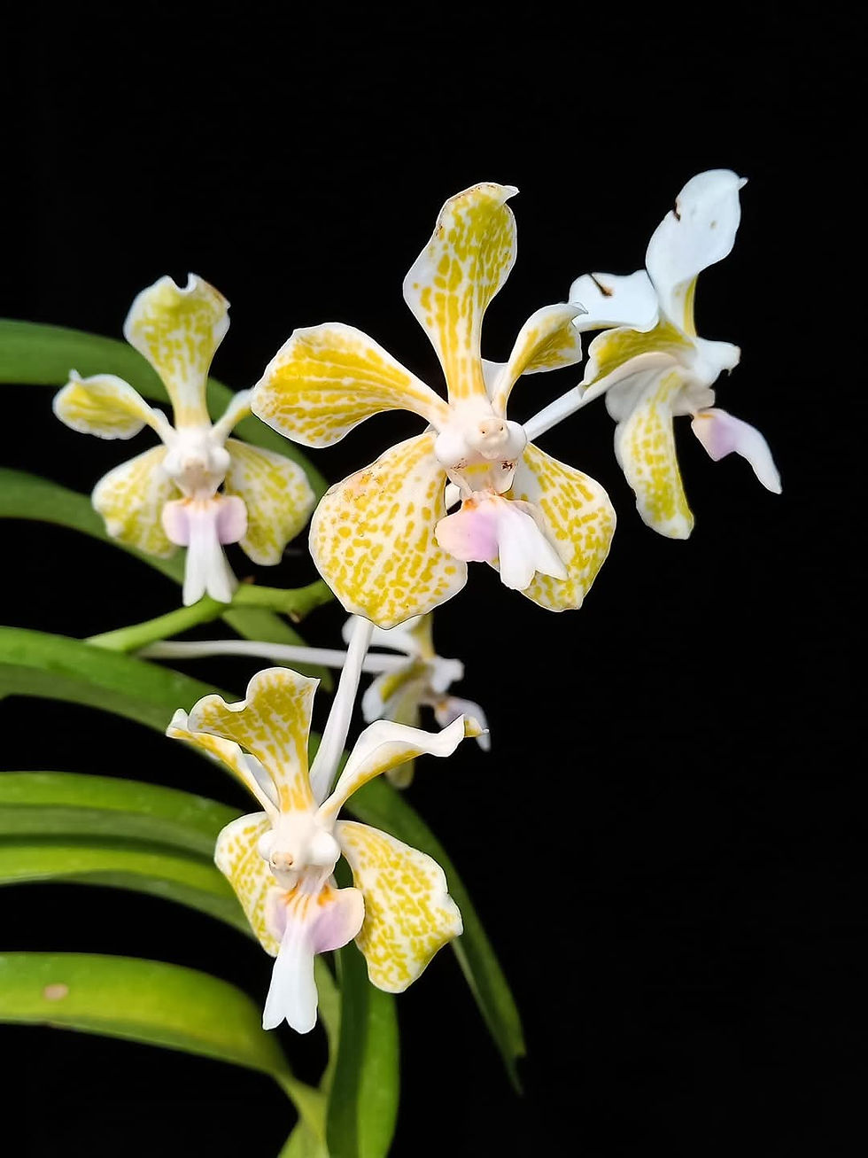 Thumbnail: Vanda tricolour var. suavis pallida