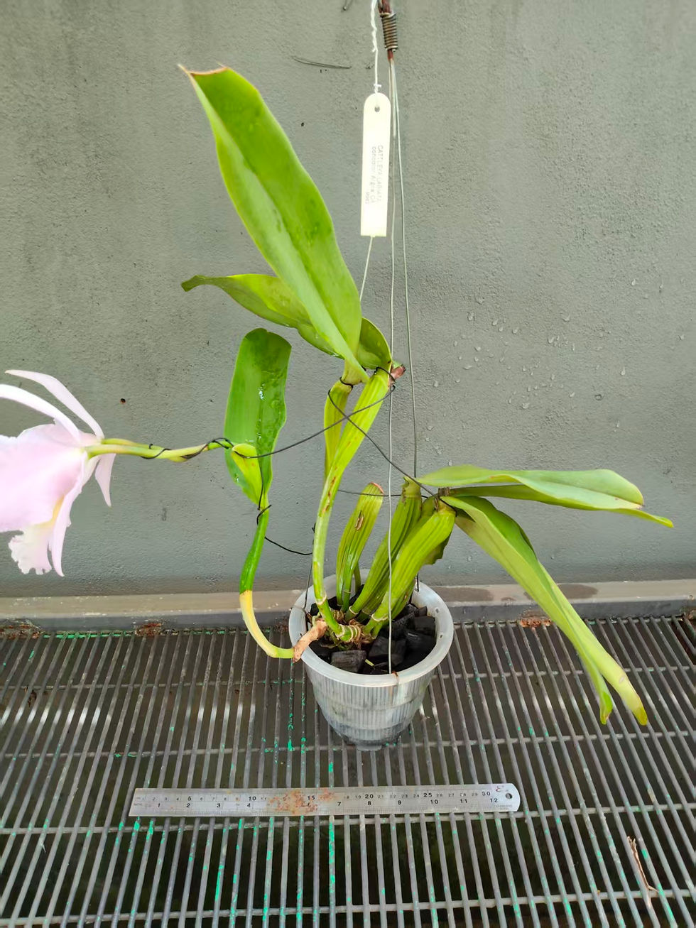 Thumbnail: Cattleya labiata concolor 'Argila' OA