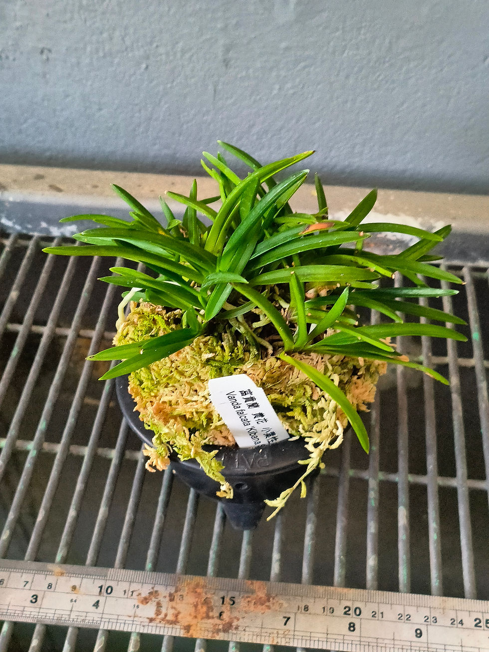 Thumbnail: Neofinetia falcata 'Kibana Shoyosei' 黄花