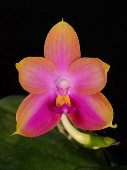 Mituo Gelb Eagle 'Rainbow'