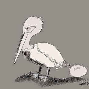 পেলিক্যানটি