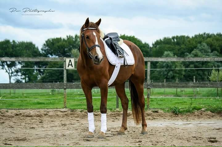 Wilma eerste keer opgezadeld