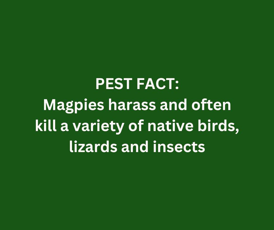 Pest Fact 7