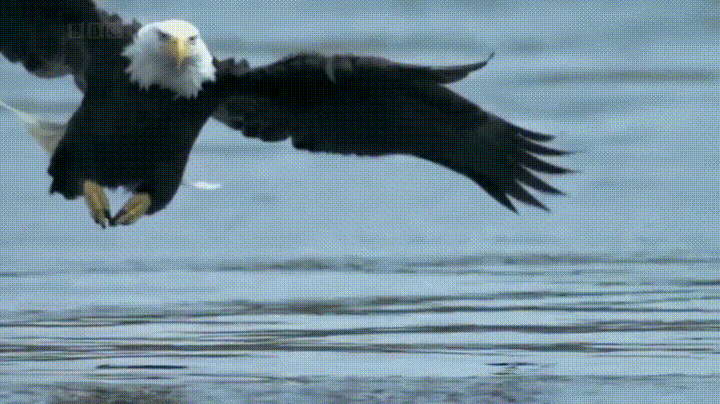 eagle-giphy.gif