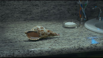 The Shell.jpg