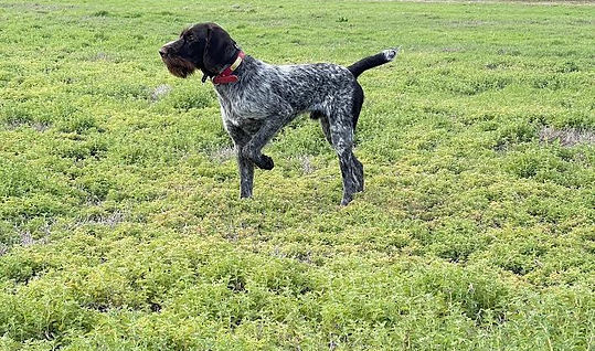 Arnold II v.d.Westmark