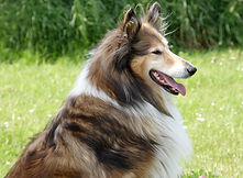 Pet dander and scuffs can slowly discolor or scuff paint, leading to inaccurate color matches