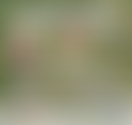 Produção e Utilização de Silagens