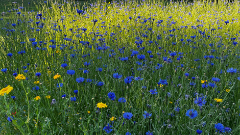 Bloemencirkel aanleggen