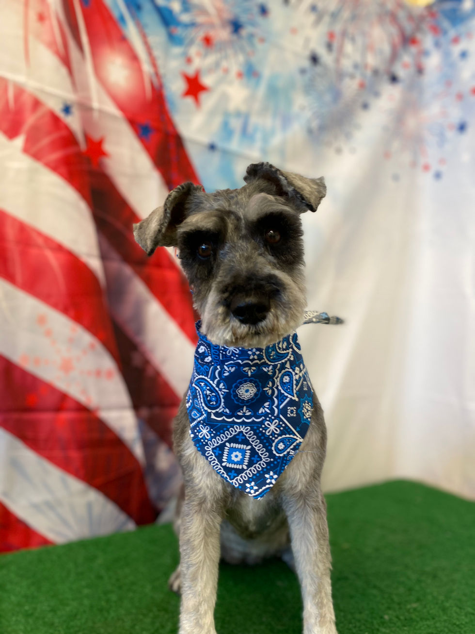 schnauzer mobile dog grooming