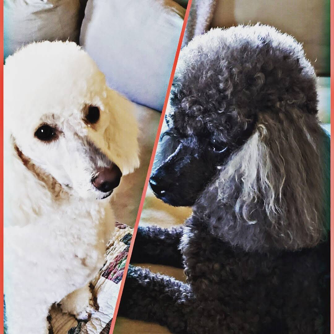 home grooming