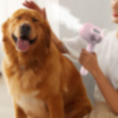 SteamGroom™ 3-in-1 Spray Brush