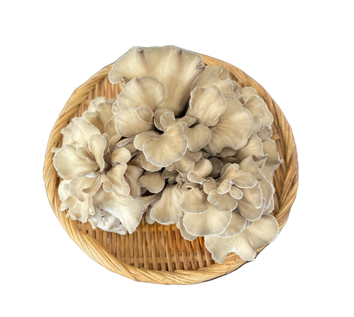 まいたけ 生まいたけ | 七つ森ふもと舞茸 New