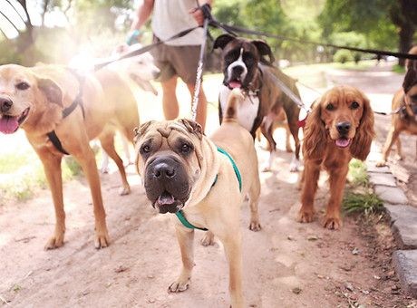 Dog Walker