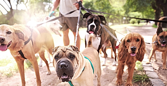 Rescue a Pup Seattle Pup Magazine United States