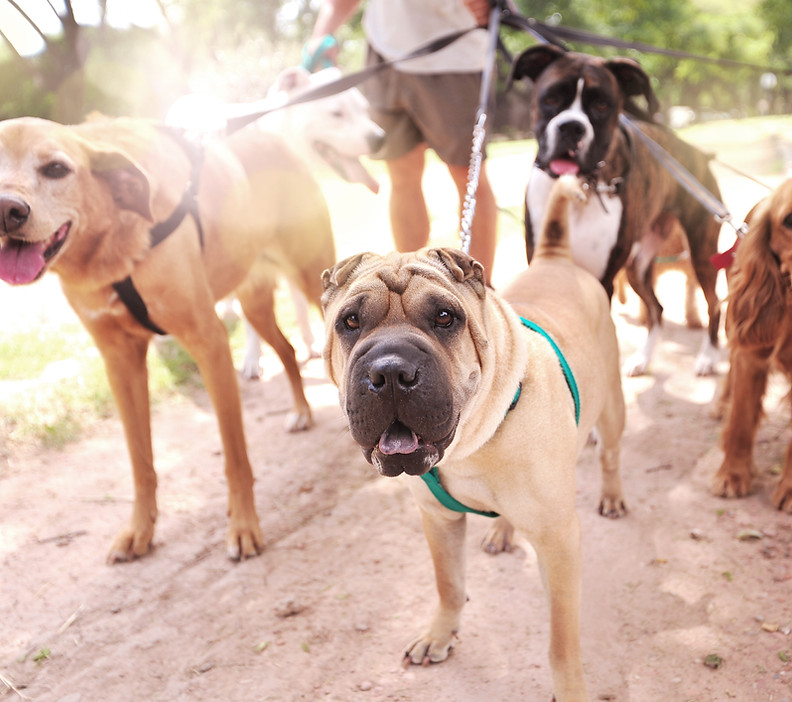Dog Walker