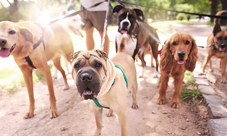 Dog Walker