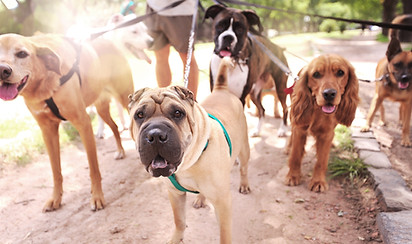 Dog Walker