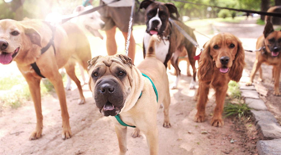 Dog Walker