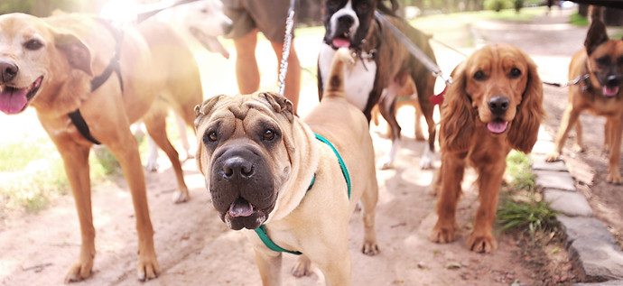 Dog Walker