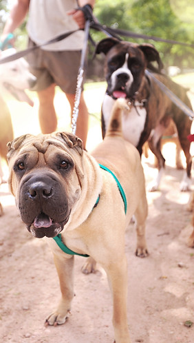 Dog Walker