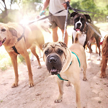 Dog Walker