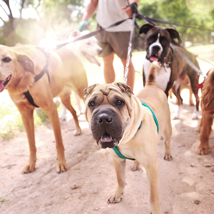Dog Walker