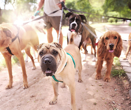 Dog Walker