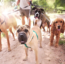 Dog Walker