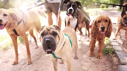 Dog Walker