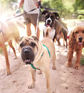 Dog Walker