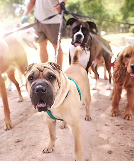 Dog Walker
