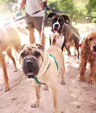 Dog Walker