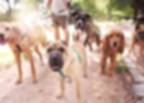 Dog Walker