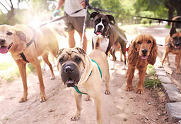 Dog Walker