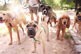 Dog Walker