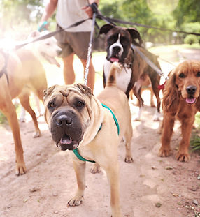 Dog Walker Social Walk mit Hunden