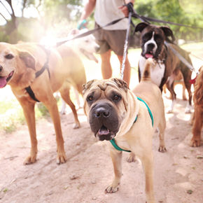 Run with your dog. Bring your dog to a run. Run Weekends