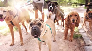 What Are the Dangers of Dog Poop