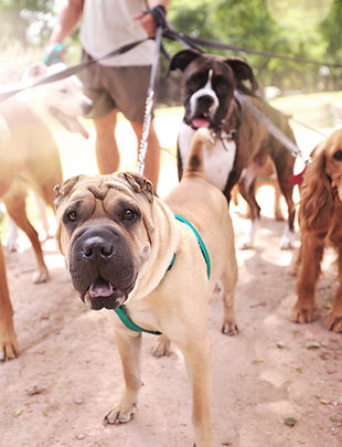 Walking Multiple Dogs