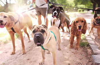 Dog Walker